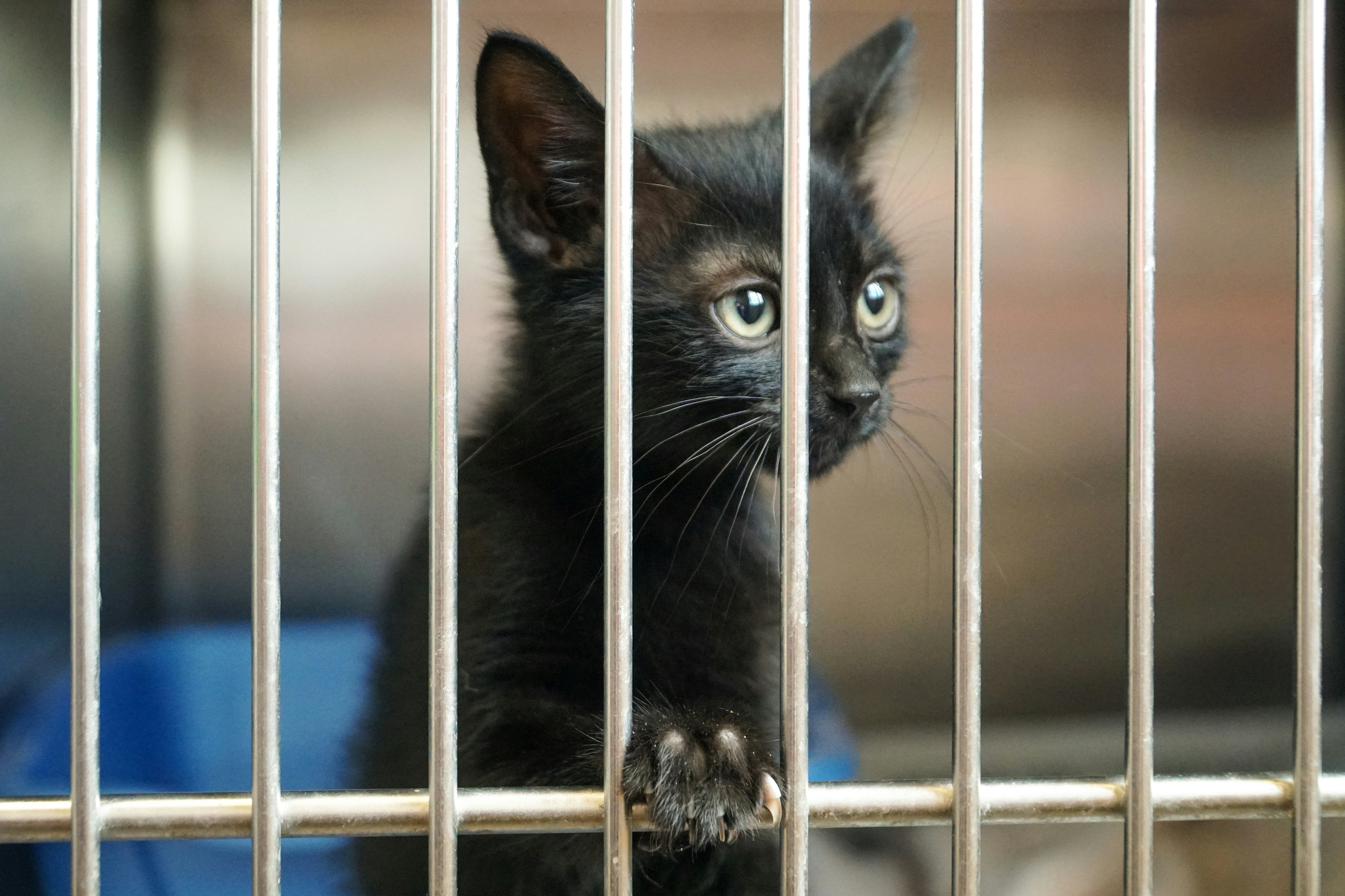 NEW MEXICO’S ANIMAL SHELTERS MOVING CLOSER TO NO-KILL
